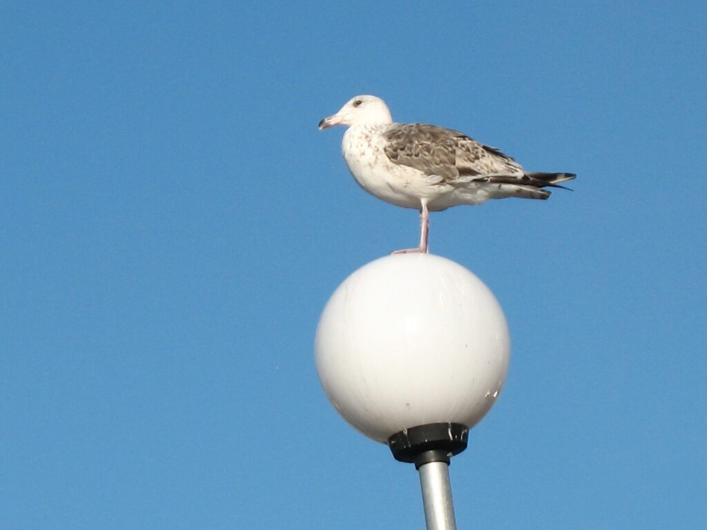 Dekorativ bild: Fågel på besök i Stenungsund